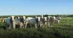 Boi gordo: boi-China ultrapassa R$350/@ em SP e mostra variação regional