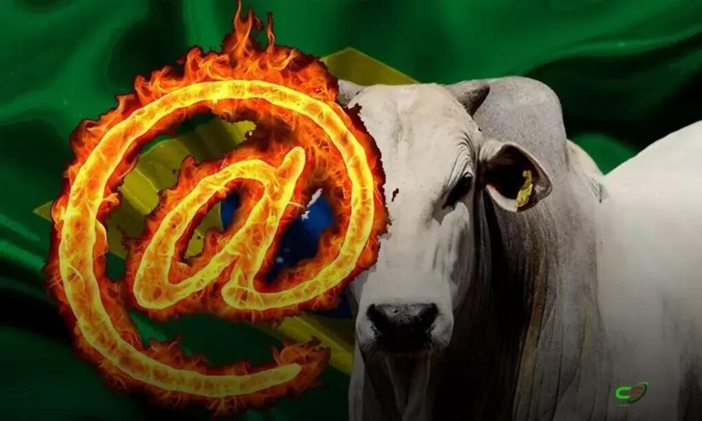 Boi gordo dispara: arroba sobe com oferta travada e escalas curtas 1 Boi gordo dispara: arroba sobe com oferta travada e escalas curtas