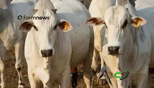 Boi gordo e bezerro em alta: dados de março e otimismo para 2026 1 Boi gordo e bezerro em alta: dados de março e otimismo para 2026