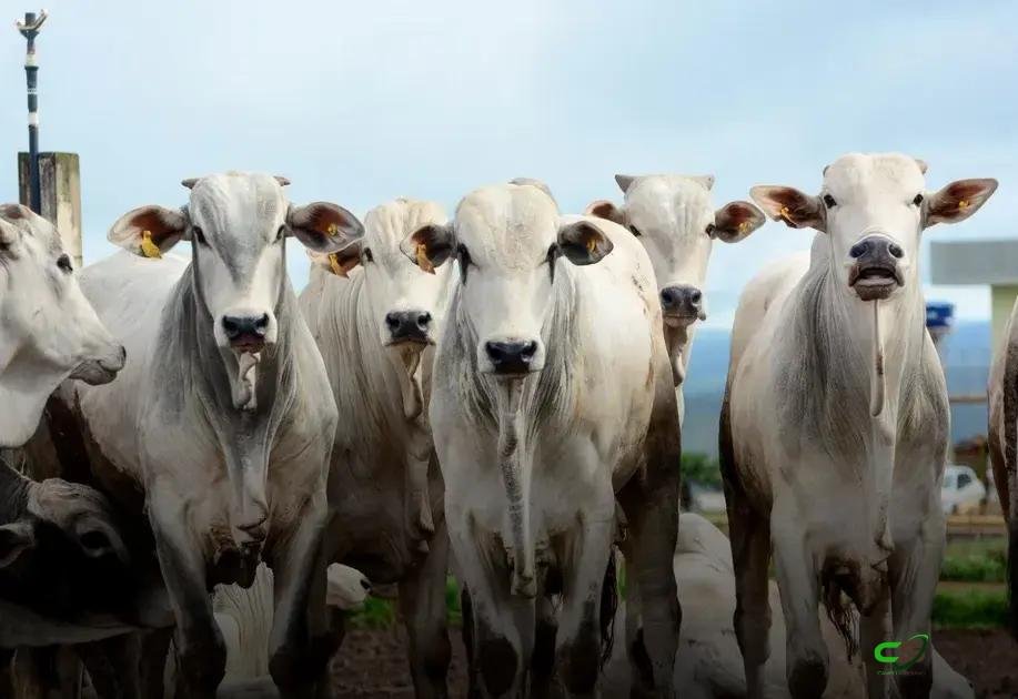 Boi gordo mantém alta e arroba pode atingir R$ 360 em São Paulo