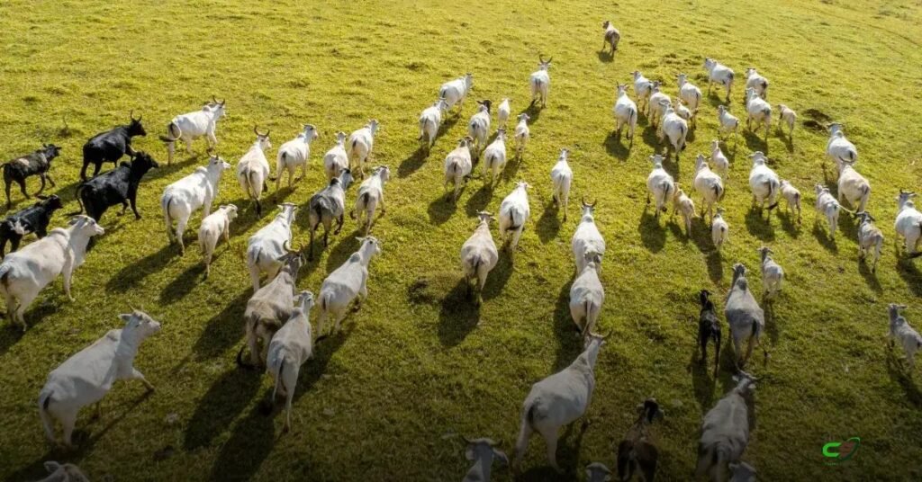 Boi gordo: preços firmes e liquidez baixa mantêm mercado estável 1 Boi gordo: preços firmes e liquidez baixa mantêm mercado estável