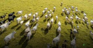 Boi gordo: preços firmes e liquidez baixa mantêm mercado estável