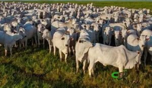 Boi gordo renova máxima em março: arroba atinge R$354,7 e mercado reage