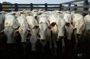 Boi gordo sobe a R$ 360/@ e mercado aponta nova onda de alta