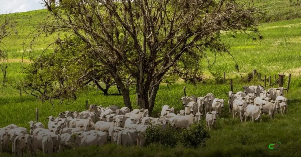 Boi gordo sobe em 8 das 17 praças; arroba fica em R$350 em SP