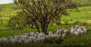 Boi gordo sobe em 8 das 17 praças; arroba fica em R$350 em SP