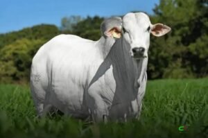 Boi gordo supera R$ 350/@ e cria disputa entre pecuaristas e frigoríficos