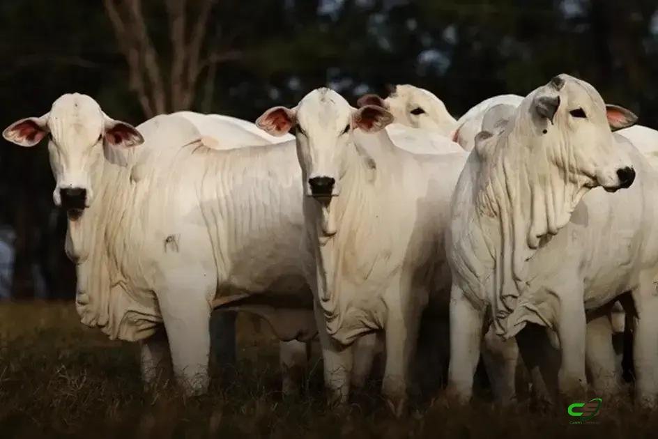 Boi gordo trava no físico, mas futuros na B3 apontam nova alta