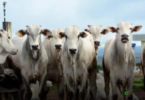 Boi gordo valoriza: oferta curta e China impulsionam preços da arroba