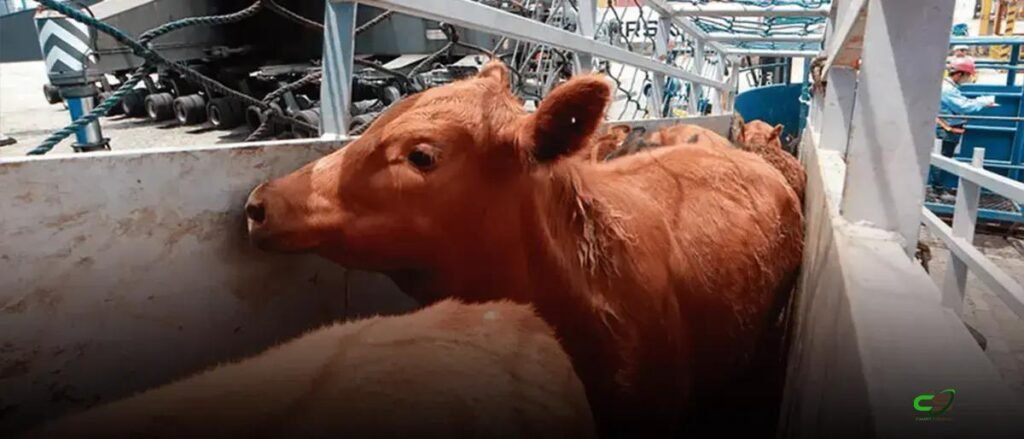 Brasil fecha acordo para exportar gado vivo e genética para Ruanda 1 Brasil fecha acordo para exportar gado vivo e genética para Ruanda