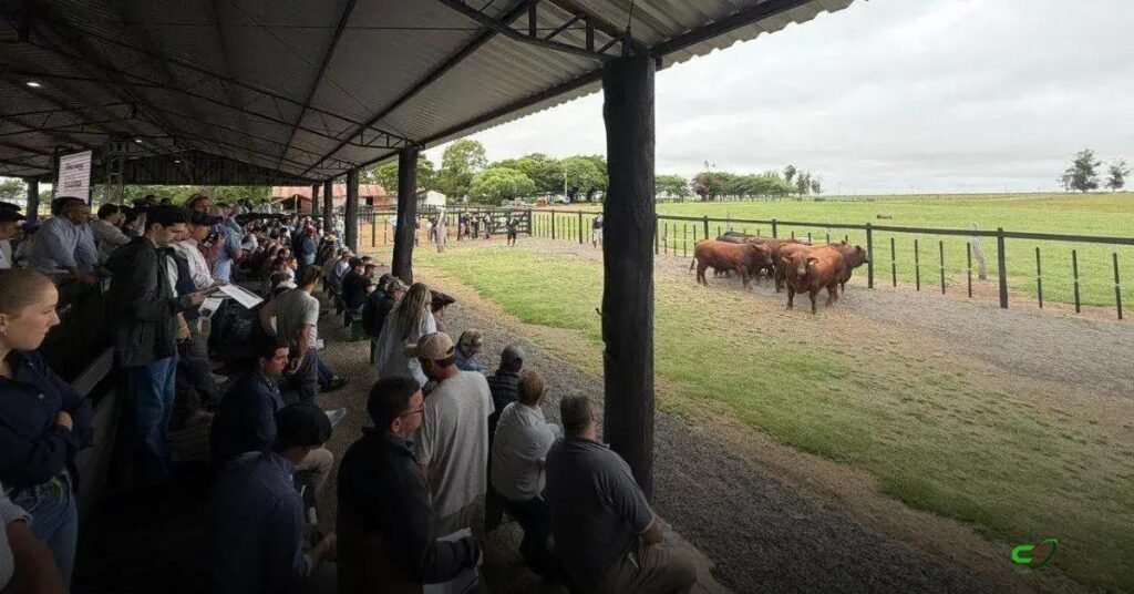 Congresso Mundial Brangus inicia com visita a criatórios do Rio Grande do Sul