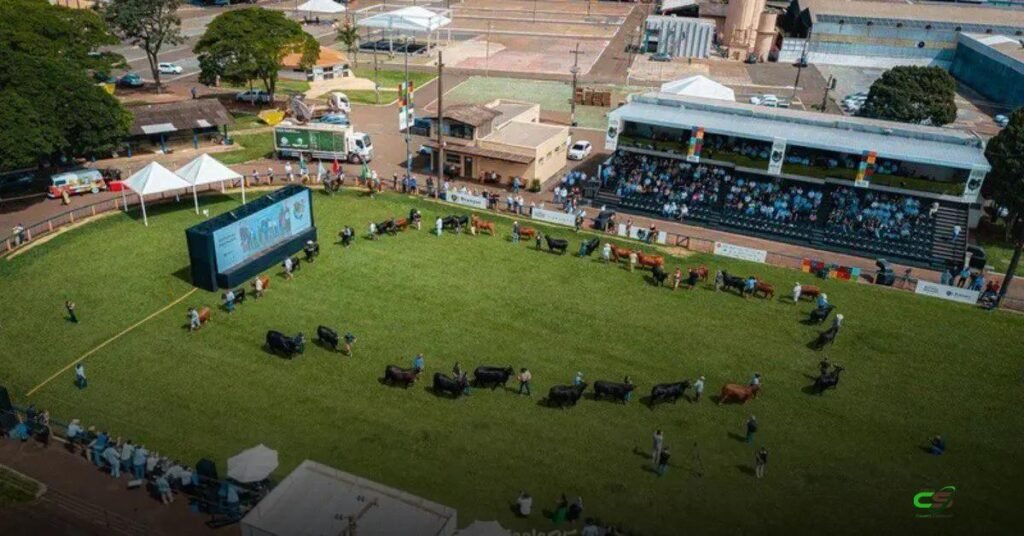 Congresso Mundial Brangus reúne 13 delegações e mostra genética em Londrina