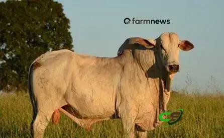 Contrato de maio para boi gordo dispara e precifica safra mais valorizada 1 Contrato de maio para boi gordo dispara e precifica safra mais valorizada