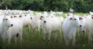Cotações do boi gordo em 25/3/2026: alta ganha força em várias regiões