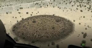 Diques de proteção salvam 750 bovinos e inspiram fazendas no norte da Austrália