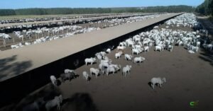 Estudo comprova: bem-estar nutricional eleva ganho de carcaça em confinamento