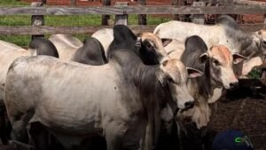 Eusébio recebe R$40 milhões da China para produção de bílis bovina