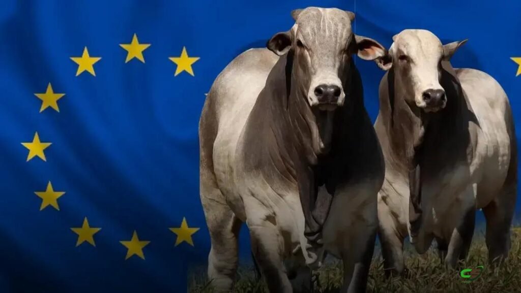 Exigências da União Europeia elevam padrão da carne bovina brasileira
