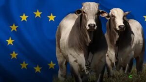 Exigências da União Europeia elevam padrão da carne bovina brasileira