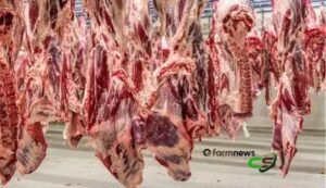 Exportação de carne bovina: preço sobe e embarques perdem ritmo em março