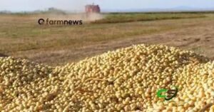 Exportação de soja cai e milho sobe até 3ª semana de março de 2026