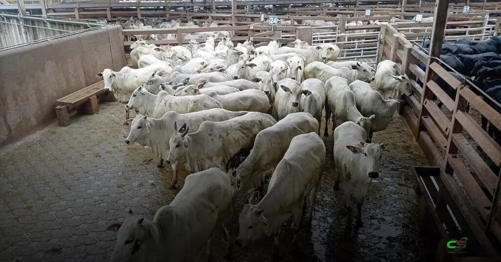 Fêmeas representaram 46,83% do abate bovino em 2025, recorde histórico