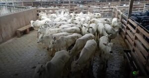 Fêmeas representaram 46,83% do abate bovino em 2025, recorde histórico