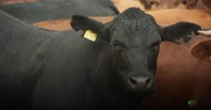 Fundesa-RS altera base de contribuições e amplia cobrança anual