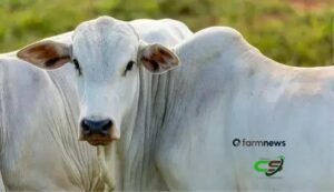 Futuros do boi gordo: abril renova máxima e se destaca em março