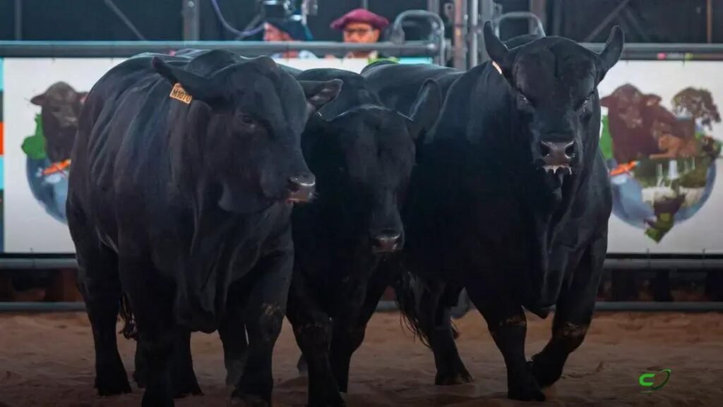 Gaúchos dominam Mundial Brangus 2026 e elevam genética brasileira
