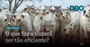 Guzerá avança na pecuária brasileira e mira maior lucro na produção