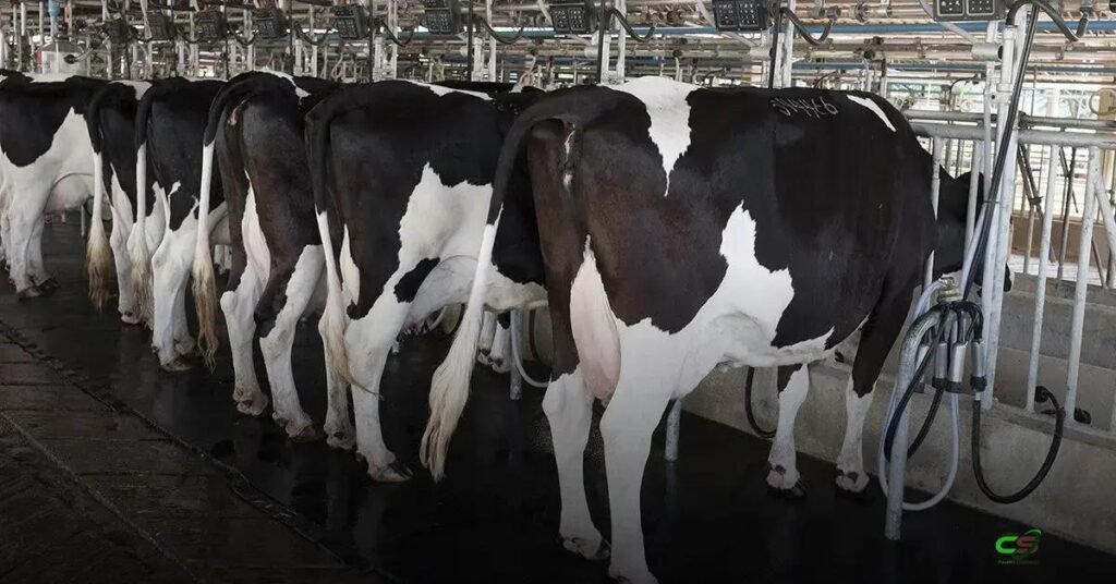 IBGE: aquisição de leite em 2025 bate recorde histórico e pressiona preços