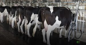 IBGE: aquisição de leite em 2025 bate recorde histórico e pressiona preços