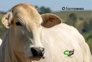 Indicador sobe: arrobas de boi gordo por bezerro aumentam em março