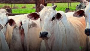 JBJ Genetics amplia presença ao adquirir o tradicional projeto Nelore JMP