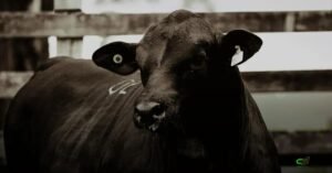 Londrina sedia o Congresso Mundial Brangus com programação técnica e leilões