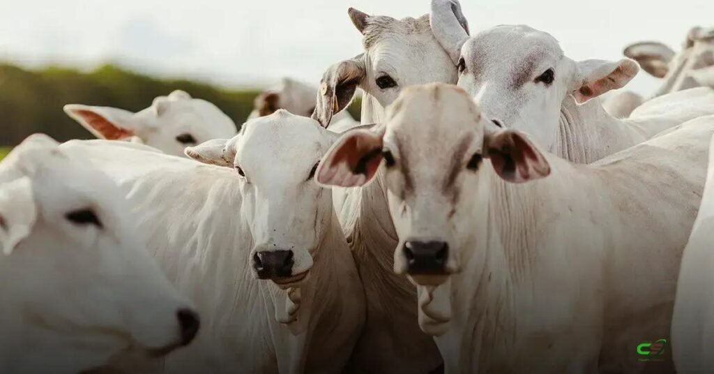 Mercado do boi: arroba em SP segue estável; sobe em MT, MS, GO e MG 1 Mercado do boi: arroba em SP segue estável; sobe em MT, MS, GO e MG