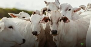 Mercado do boi: arroba em SP segue estável; sobe em MT, MS, GO e MG