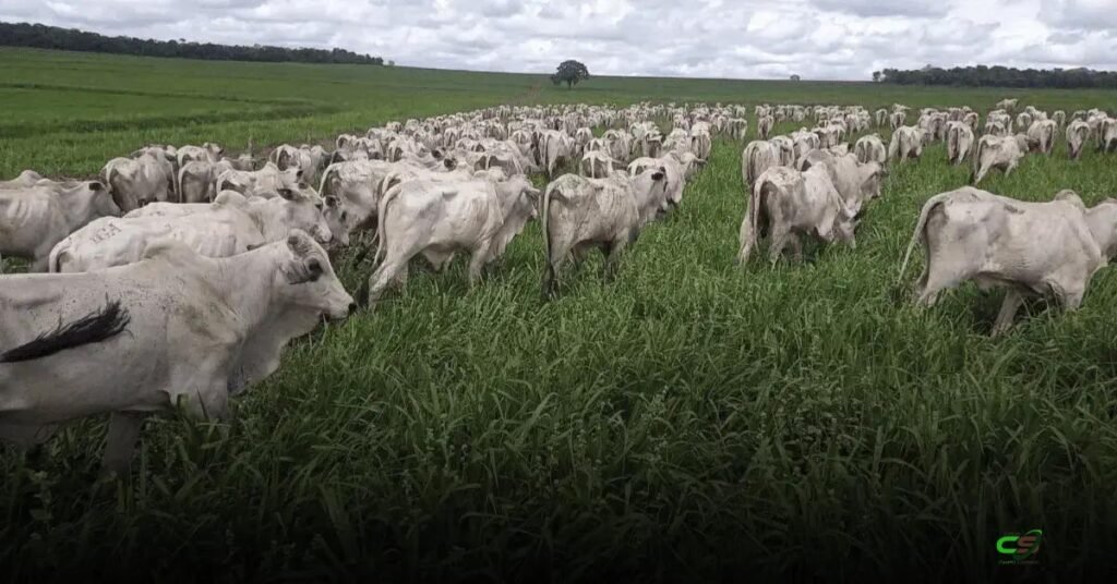 Mercado do boi gordo fica mais firme; cotações por Estado — 23/03/2026