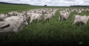 Mercado do boi gordo fica mais firme; cotações por Estado — 23/03/2026