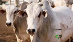 Mercado futuro do boi gordo registra pessimismo apesar do físico