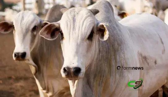 Mercado futuro do boi gordo registra pessimismo apesar do físico