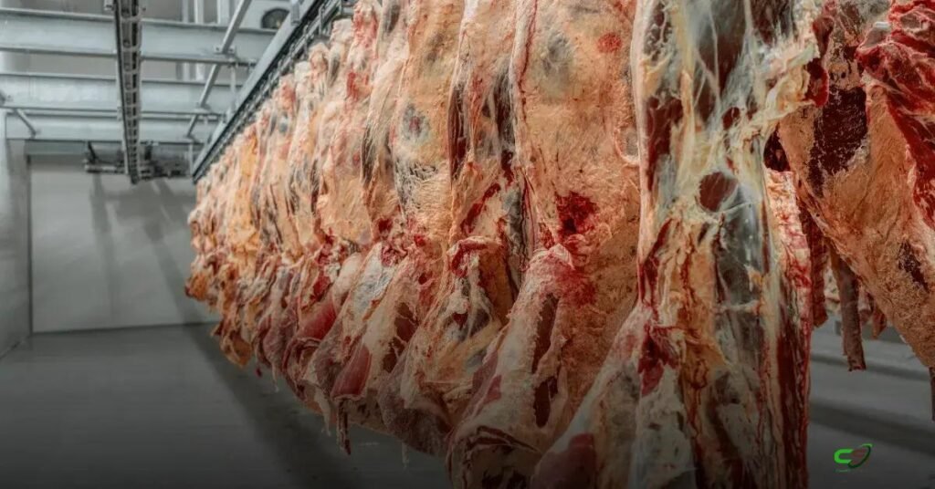 Novilhas ficam mais pesadas nos ganchos e mudam padrão do abate