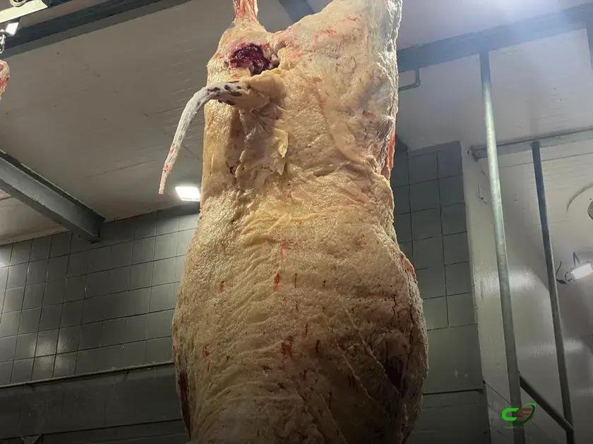 Novilhas mais pesadas e fêmeas chegam a 46,83% do abate e mudam o ciclo