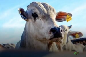 Oferta curta e exportações impulsionam nova alta do boi gordo