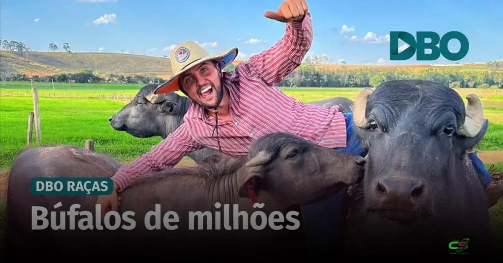 Pecuarista viraliza e desmistifica a criação de búfalos nas redes