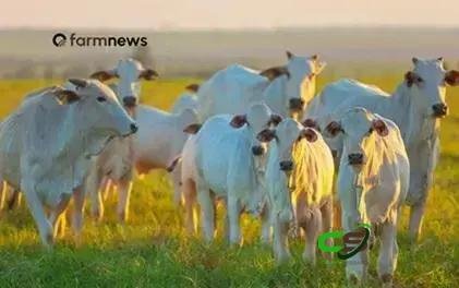 Preço do bezerro em alta: cuidados ao avaliar por arrobas e cabeças 1 Preço do bezerro em alta: cuidados ao avaliar por arrobas e cabeças
