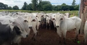 Preços da reposição em SP recuam com cautela do mercado de gado