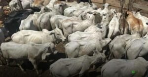 Preços da reposição sobem em São Paulo; bezerros e vacas valorizam