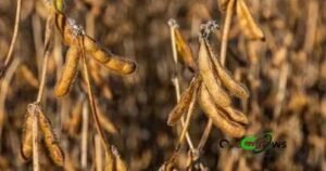 Produção e estoque de soja 2025/26 permanecem quase estáveis, diz USDA